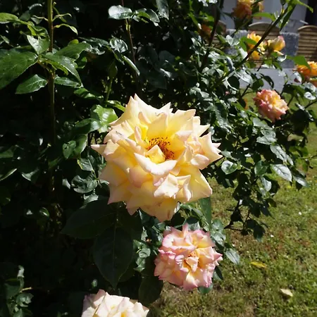 Hundertmorgenfeld Wo2 شقة فيرنغروده